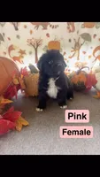 Pink , a female Newfoundland for sale in Mechanicstown, OH – 1 of 2