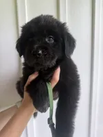 Dark Green, a male Newfoundland for sale in Mechanicstown, OH – 2 of 2