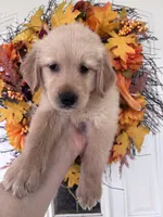 Jasper , a male Golden Retriever for sale in Mount Airy, NC – 9 of 10
