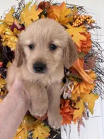 Winston , a male Golden Retriever for sale in Mount Airy, NC – 9 of 10