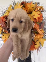 Milo, a male Golden Retriever for sale in Mount Airy, NC – 7 of 10