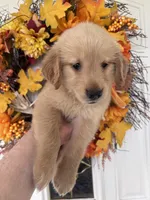 Lucy , a female Golden Retriever for sale in Mount Airy, NC – 5 of 10