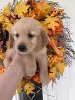Winston , a male Golden Retriever for sale in Mount Airy, NC – 4 of 10
