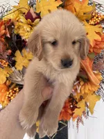 Lucy , a female Golden Retriever for sale in Mount Airy, NC – 2 of 10
