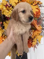 Finn, a male Golden Retriever for sale in Mount Airy, NC – 2 of 10