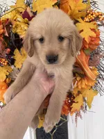 Lucy , a female Golden Retriever for sale in Mount Airy, NC – 7 of 10