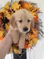 Sadie, a female Golden Retriever for sale in Mount Airy, NC – 6 of 10