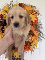 Maverick, a male Golden Retriever for sale in Mount Airy, NC – 3 of 10