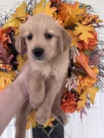 Maverick, a male Golden Retriever for sale in Mount Airy, NC – 10 of 10