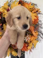 Sadie, a female Golden Retriever for sale in Mount Airy, NC – 2 of 10