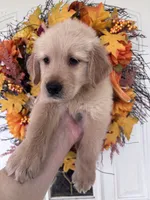 Jasper , a male Golden Retriever for sale in Mount Airy, NC – 6 of 10
