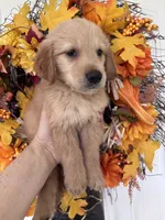 Finn, a male Golden Retriever for sale in Mount Airy, NC – 4 of 10
