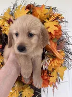 Winston , a male Golden Retriever for sale in Mount Airy, NC – 3 of 10