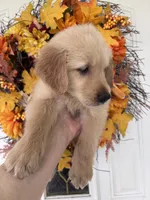 Jasper , a male Golden Retriever for sale in Mount Airy, NC – 8 of 10