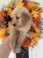 Lucy , a female Golden Retriever for sale in Mount Airy, NC – 3 of 10