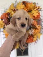 Bentley, a male Golden Retriever for sale in Mount Airy, NC – 5 of 10