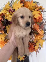 Finn, a male Golden Retriever for sale in Mount Airy, NC – 10 of 10