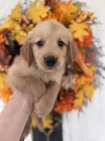 Bentley, a male Golden Retriever for sale in Mount Airy, NC – 8 of 10