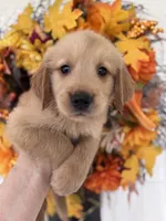 Bentley, a male Golden Retriever for sale in Mount Airy, NC – 10 of 10