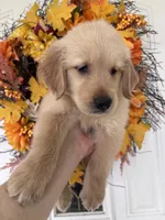 Jasper , a male Golden Retriever for sale in Mount Airy, NC – 5 of 10