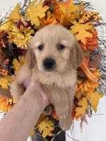 Winston , a male Golden Retriever for sale in Mount Airy, NC – 2 of 10
