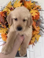 Jasper , a male Golden Retriever for sale in Mount Airy, NC – 7 of 10