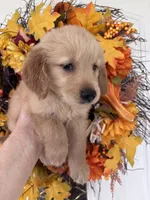 Winston , a male Golden Retriever for sale in Mount Airy, NC – 7 of 10
