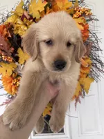 Jasper , a male Golden Retriever for sale in Mount Airy, NC – 3 of 10