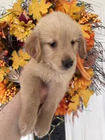 Lucy , a female Golden Retriever for sale in Mount Airy, NC – 10 of 10