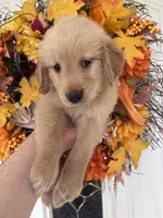 Lucy , a female Golden Retriever for sale in Mount Airy, NC – 9 of 10