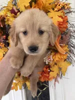 Sadie, a female Golden Retriever for sale in Mount Airy, NC – 9 of 10