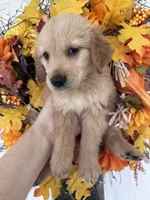 Finn, a male Golden Retriever for sale in Mount Airy, NC – 8 of 10