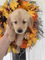 Sadie, a female Golden Retriever for sale in Mount Airy, NC – 3 of 10