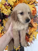Finn, a male Golden Retriever for sale in Mount Airy, NC – 6 of 10