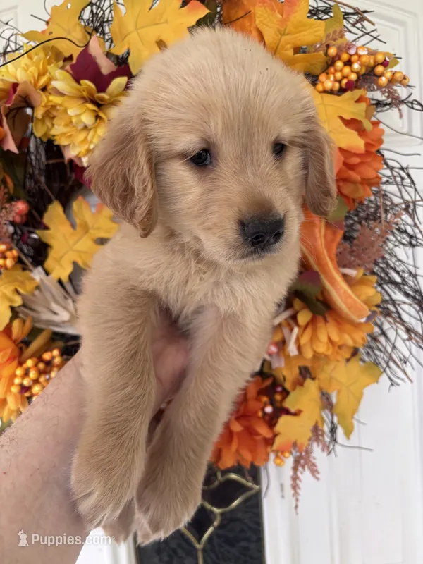 Lucy  – Golden Retriever puppy for sale in Mount Airy, NC