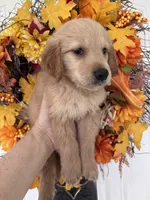 Finn, a male Golden Retriever for sale in Mount Airy, NC – 3 of 10
