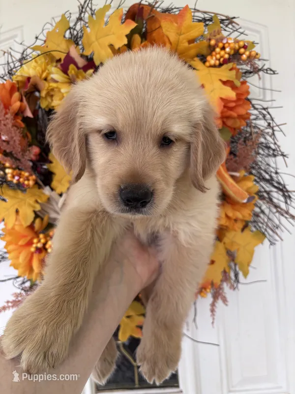Jasper  – Golden Retriever puppy for sale in Mount Airy, NC