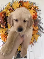 Jasper , a male Golden Retriever for sale in Mount Airy, NC – 1 of 10