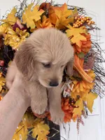 Winston , a male Golden Retriever for sale in Mount Airy, NC – 6 of 10