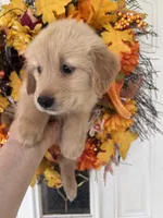 Sadie, a female Golden Retriever for sale in Mount Airy, NC – 4 of 10