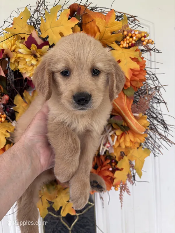 Maverick – Golden Retriever puppy for sale in Mount Airy, NC