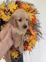 Maverick, a male Golden Retriever for sale in Mount Airy, NC – 6 of 10