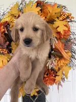 Maverick, a male Golden Retriever for sale in Mount Airy, NC – 9 of 10