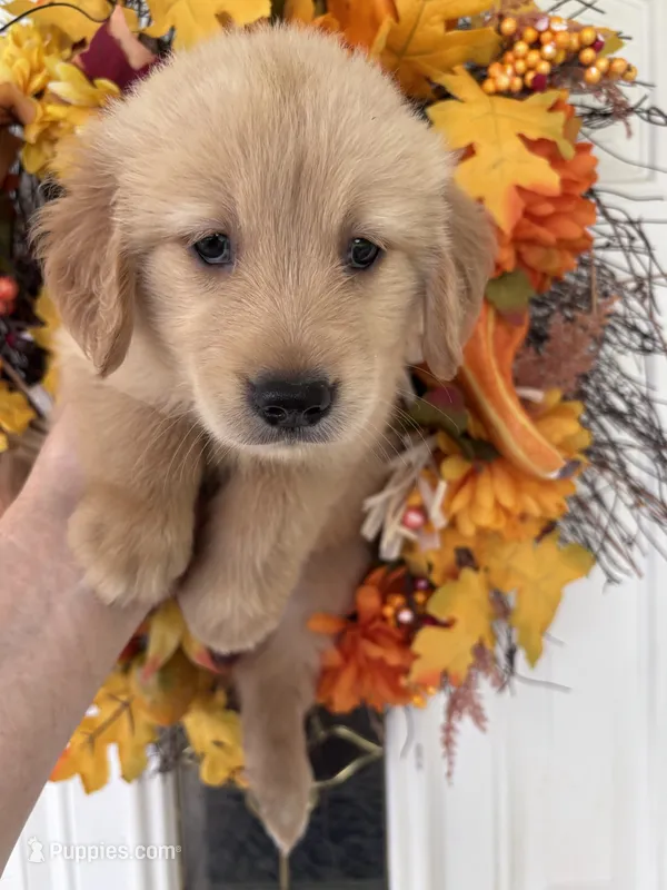 Sadie – Golden Retriever puppy for sale in Mount Airy, NC
