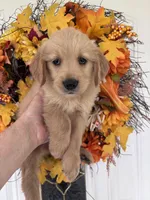 Maverick, a male Golden Retriever for sale in Mount Airy, NC – 8 of 10