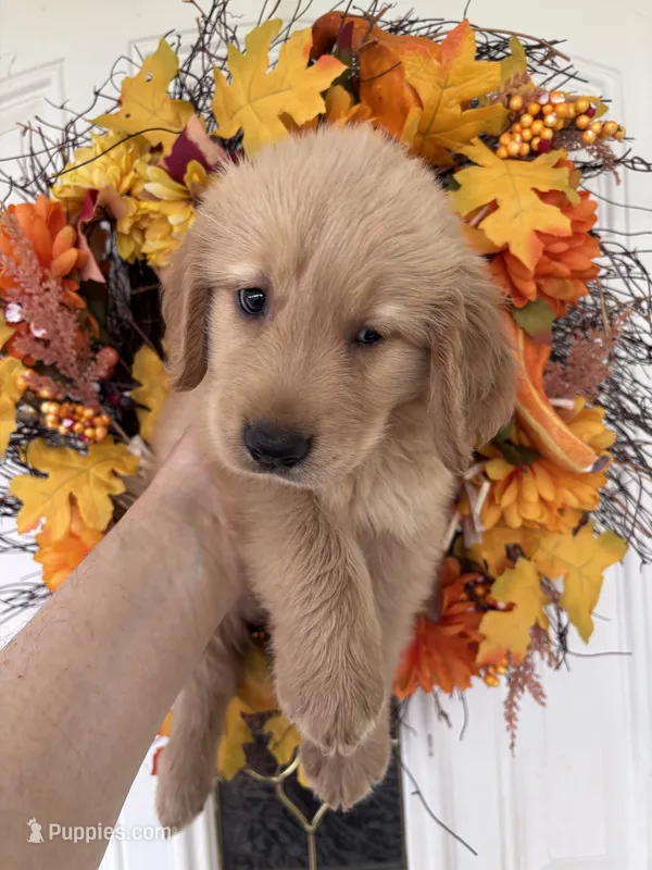 Milo – Golden Retriever puppy for sale in Mount Airy, NC