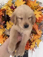 Lucy , a female Golden Retriever for sale in Mount Airy, NC – 6 of 10