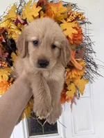 Milo, a male Golden Retriever for sale in Mount Airy, NC – 4 of 10