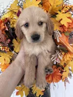Finn, a male Golden Retriever for sale in Mount Airy, NC – 7 of 10