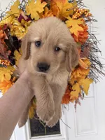 Milo, a male Golden Retriever for sale in Mount Airy, NC – 3 of 10